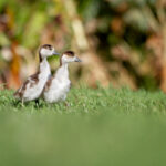 14132期足彩开奖结果揭晓:最新中奖号码与奖金分配详情 mmndjdk