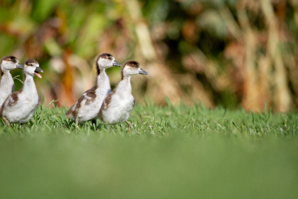 14132期足彩开奖结果揭晓:最新中奖号码与奖金分配详情 14132期足彩开奖结果揭晓:最新中奖号码与奖金分配详情